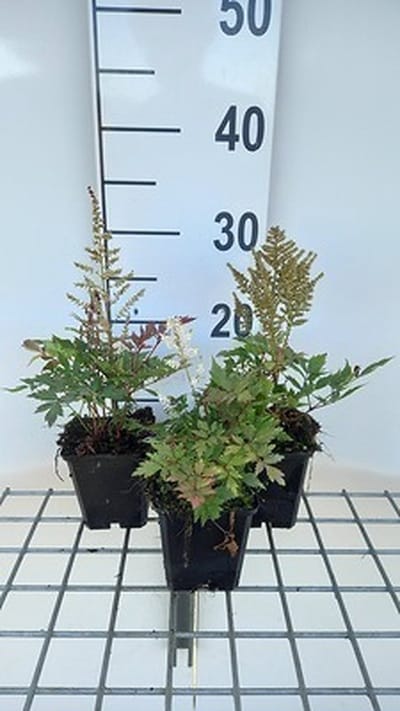 6x Prachtspirea - Astilbe (a) 'Bumalda' | 9x9 cm pot