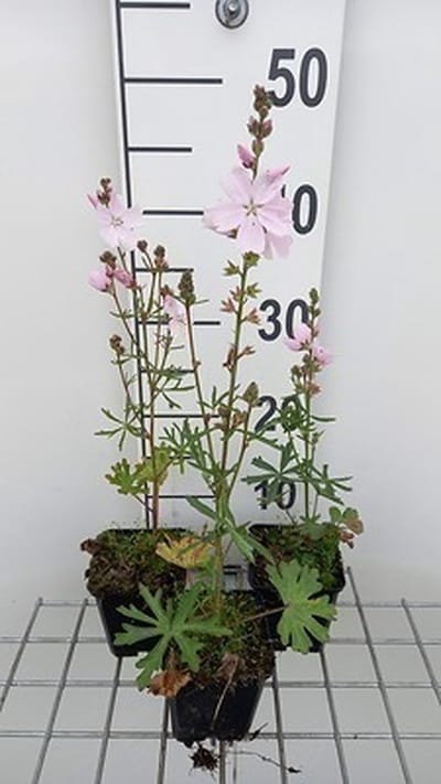 6x Sidalcea - Sidalcea hybr. 'Elsie Heugh' | 9x9 cm pot