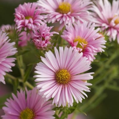 6 x Aster Nova Angliae 'Harrington's Pink' - Herfstaster pot 9x9 cm, rijkbloeiend en vlinder aantrekkend