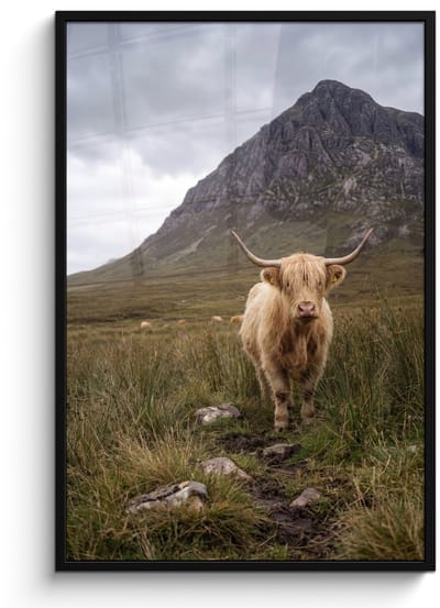 Poster in lijst - Fotolijst 80x120 cm - Posters - Schotse hooglander - Bergen - Grasveld - Posterlijst zwart - Decoratie - Wanddecoratie woonkamer - Muurdecoratie slaapkamer