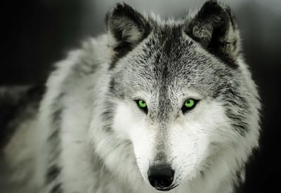 Fotobehang Wolf Animal | XL - 208cm x 146cm | 130g/m2 Vlies