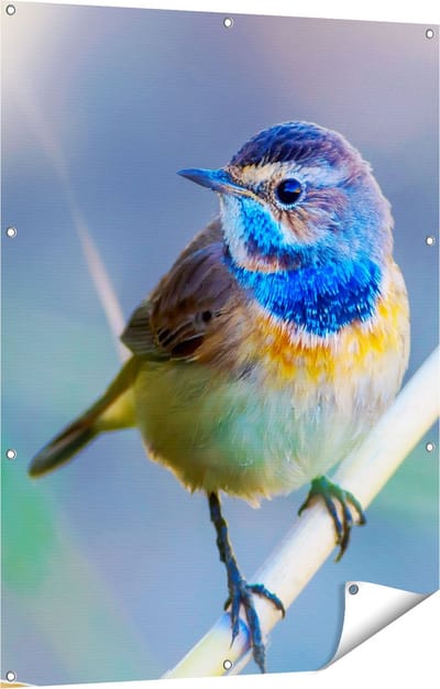Gards Tuinposter Kleurrijke Blauwborst Vogel op een Tak - 90x120 cm - Tuindoek - Tuindecoratie - Wanddecoratie buiten - Tuinschilderij