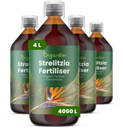 Vloeibare Meststof Voor Strelitzia 4X1 L Voor 4000 L - Npk 2-1-8 - Ondersteunt Krachtige Vegetatieve Groei En Een Opgaande Structuur Bij Strelitzia - Bevordert Betrouwbare Ontwikkeling Van Bloemstelen En Bloemkwaliteit - Organifer
