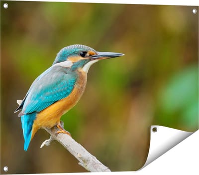Gards Tuinposter Blauwe IJsvogel op een Tak - 80x60 cm - Tuindoek - Tuindecoratie - Wanddecoratie buiten - Tuinschilderij