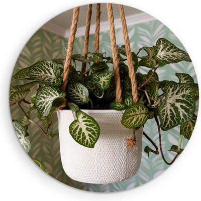 Saammp Muurcirkel Hout - Hangende Kamerplant - Natuur - Abstract - Ø 90 - Wandcirkel - Wanddecoratie Cirkel - Muurdecoratie Woonkamer - Kantoor Decoratie