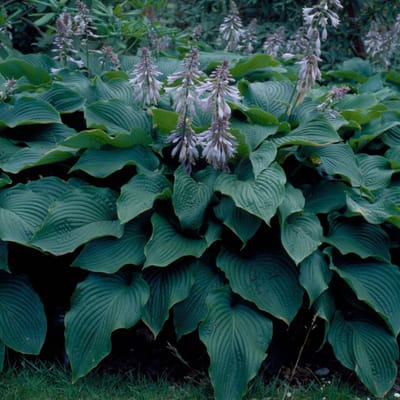 Hosta 'Elegans' (Hosta siebolda Elegans) - Hosta Sieboldii Blauwe / Sieboldiana - Hartlelie - Vaste planten - Bijen-Vlinders