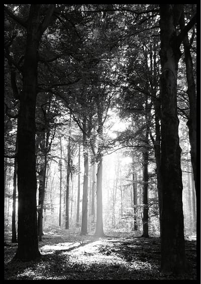 Poster Leurse Bos (staand) - 30x40cm met Fotolijst – Natuur Poster – Ingelijst
