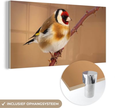 MuchoWow® Glasschilderij 40x20 cm - Schilderij acrylglas - Putter - Vogel - Dieren - Foto op glas - Schilderijen