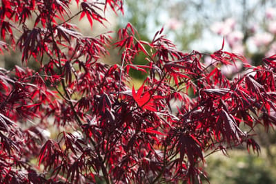 Arbustes de haie - Un ensemble 1 - Acer palmatum 'Bloodgood' - (5L) 60-80 cm