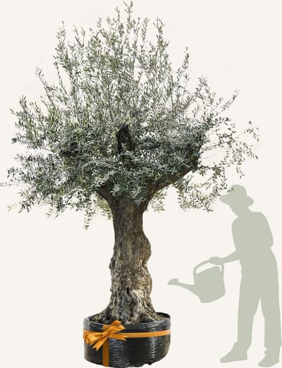 Evergreens - Olijfboom - Olea europaea - 'Branched' - 100/140 Stamomtrek - Olea Europea - Olijfboom op stam in net - Winterhard - Groenblijvend - Olijven - Voeding