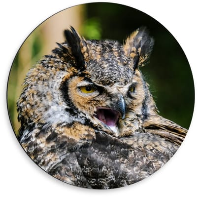 Dibond Wandcirkel - Hoofd van Uil met Groene Achtergrond  - 50x50cm Foto op Aluminium Wandcirkel (met ophangsysteem)