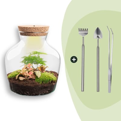 Terrarium - Little Joe - ↑ 21,5 cm - Ecosysteem plant - Kamerplanten - DIY planten terrarium - Mini ecosysteem - Inclusief Hark + Schep + Pincet