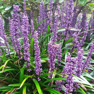 6x Liriope muscari 'Royal Purple' Pot 9x9cm - Prachtige siergras voor in de tuin