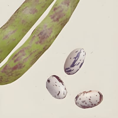 2 sets - Stamboon Stamkievit Zaden Phaseolus Vulgaris Biologisch Eenjarig