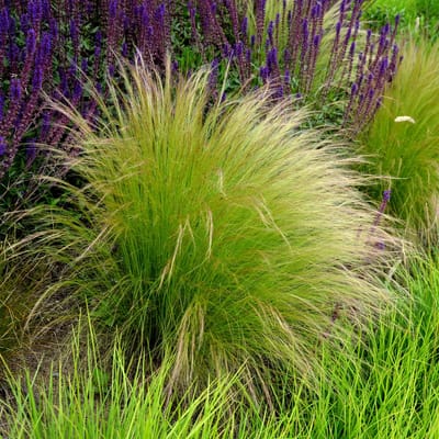 Bloomique - Set van 3 - Stipa Tenuissima Ponytails - Vedergras - Siergras - Tuinplanten - Winterhard - Hoogte 10-20 cm - Pot 9x9 cm