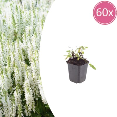 Tuinplantenshop.com | Salvia n. 'Schneehugel' | 60 stuks - Ø9cm - 10-25cm hoog - Tuinplant