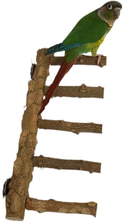 OLOEY Vogeltrapje met zitstok- papegaaienstandaard van natuurlijk hout- klimspeelgoed voor hamsters, kooitrapje voor kleine en middelgrote vogels- parkieten- valkparkieten- conures- dwergpapegaaien- grasparkieten