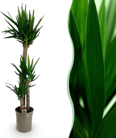 Plantenboetiek.nl | Yucca elephantipes - Yucca - Weinig onderhoud - Groen - Ø27cm - 155-170cm hoog - Kamerplant - Groenblijvend