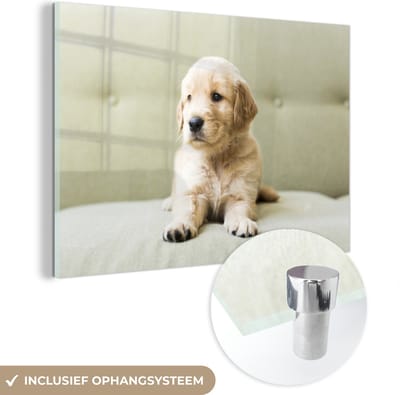 ® Glasschilderij 180x120 cm - Schilderij acrylglas - Golden Retriever puppy liggend op de bank - Foto op glas - Muurdecoratie woonkamer - Wanddecoratie slaapkamer - Schilderijen