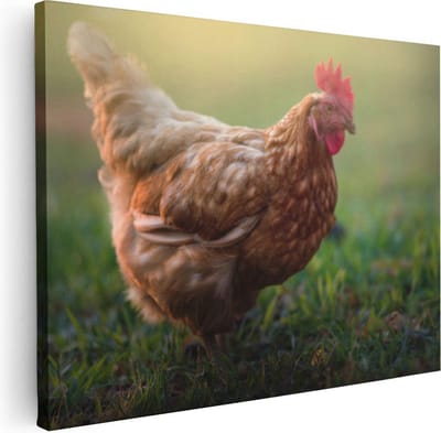 Artaza Canvas Schilderij Kip Op Gras - 40x30 cm - Klein - Wanddecoratie Dierenschilderij - Muurdecoratie Woonkamer - Kamer Accessoires