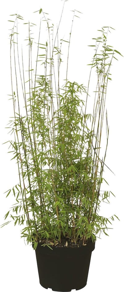 Plants Online - Haagplanten - Fargesia 'Jumbo' - Pot 80-100 cm - set van 10 - Groeit breed uit - Snelle groeier - Zeer winterhard
