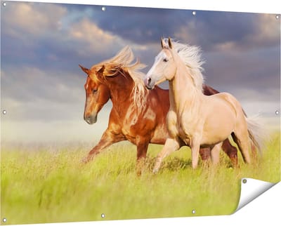 Gards Tuinposter Bruin en Wit Paard in de Wei - 150x100 cm - Tuindoek - Tuindecoratie - Wanddecoratie buiten - Tuinschilderij