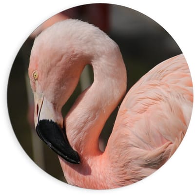 Dibond Wandcirkel - Flamingo met Gebogen Nek - 90x90cm Foto op Aluminium Wandcirkel (met ophangsysteem)