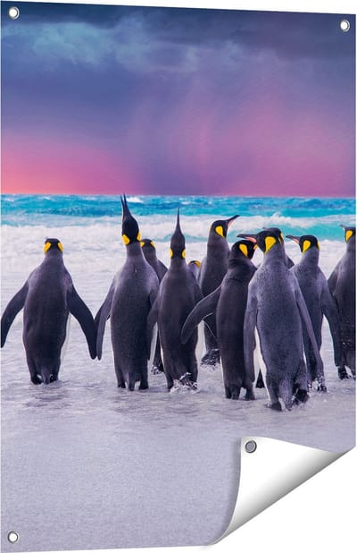 Gards Tuinposter Groep Pingu�ns bij het Water - Kudde - 60x80 cm - Tuindoek - Tuindecoratie - Wanddecoratie buiten - Tuinschilderij