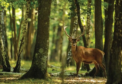 Fotobehang Deer Trees Forest Nature | XL - 208cm x 146cm | 130g/m2 Vlies