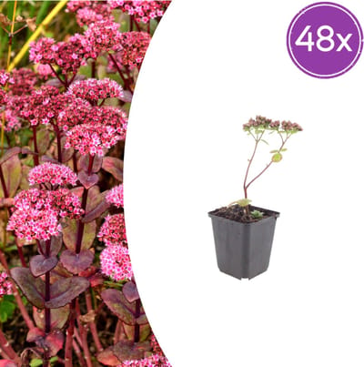 Tuinplantenshop.com | Sedum 'Matrona' | 48 stuks - Ø9cm - 10-25cm hoog - Tuinplant
