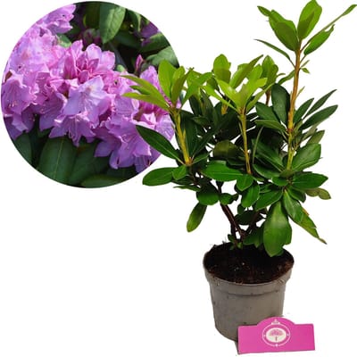 Rhododendron 'Catawbiense Grandiflorum' Roze bloemen - Hoogte 60cm - 1,5 liter pot