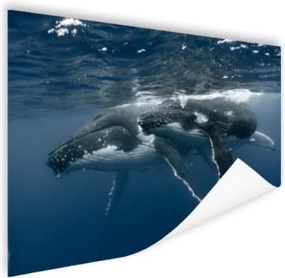 Bultrug moeder en kind zwemmen samen Poster 180x120 cm - Foto print op Poster (wanddecoratie woonkamer / slaapkamer) XXL / Groot formaat!