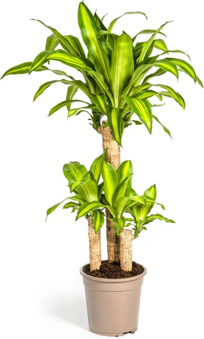 Plantenboetiek.nl | Dracaena Fragrans Massangeana - Ø21cm - 90-110cm hoog - Kamerplant - Groenblijvend