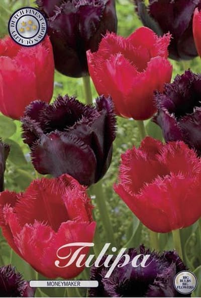 Moneymaker Garden Tulpenbollen 10 stuks bolmaat 12+