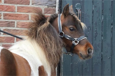 MHS Leren Halster Two Tone Mini Jaarling Zwart / Wit