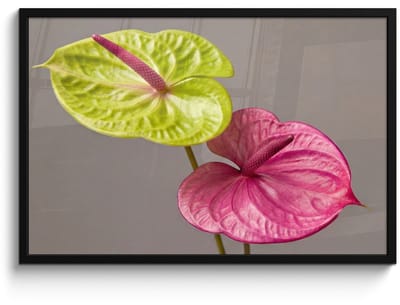 Poster in lijst - Fotolijst 90x60 cm - Posters - Planten - Anthurium - Groen - Roze - Posterlijst zwart - Decoratie - Wanddecoratie woonkamer - Muurdecoratie slaapkamer