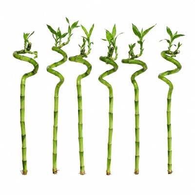 vdvelde.com - Lucky Bamboo Set van 6 - Dracaena Sanderiana Geluksbamboe - 40-45cm - Feng Shui Kamerplant voor Thuis en Kantoor