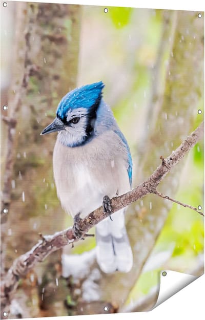 Gards Tuinposter Blauwe Gaai Vogel in de Sneeuw - 90x120 cm - Tuindoek - Tuindecoratie - Wanddecoratie buiten - Tuinschilderij