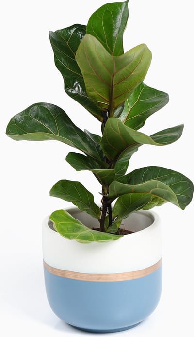 Bloempotten Binnen - Keramiek - Gouden Rand - Bloempot buiten - Afvoergat - ⌀19 cm – Wit Blauw