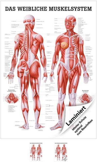Gedetailleerd Model van het Vrouwelijke Spiersysteem - Grote Lamineerde Anatomische Poster (70x100 cm)