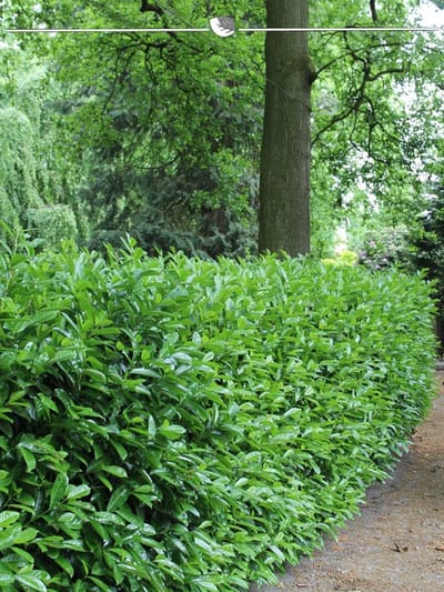 Laurier Prunus Novita 100-120 cm, 25x Haagplant