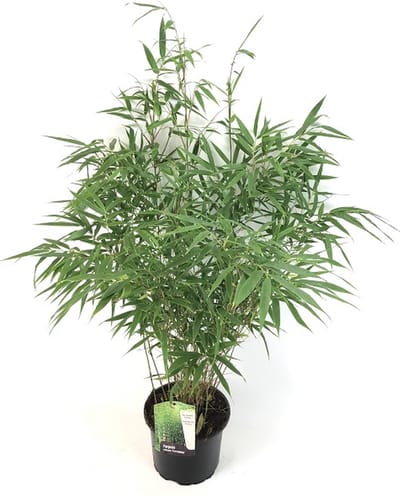 Sierbamboe / Japanse bamboe - Fargesia robusta 'Formidable' 60-80 cm