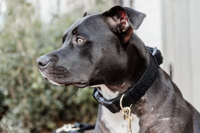 Kentucky Dogwear - Teddy Fleece Hondenhalsband - Zwart - Gemakkelijke sluiting - Maat M 36-52 cm - Hondenriem