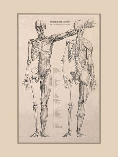 Vintage Poster Anatomie - Menselijk Lichaam - 40x30 - Hart, Organen en Spieren