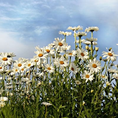 Grote Margriet (Leucanthemum Vulgare) - Leucanthemum Maikonigin - Margriet - Snijbloemen - Vaste planten - bloeit in Mei / Juni / Juli / Augustus
