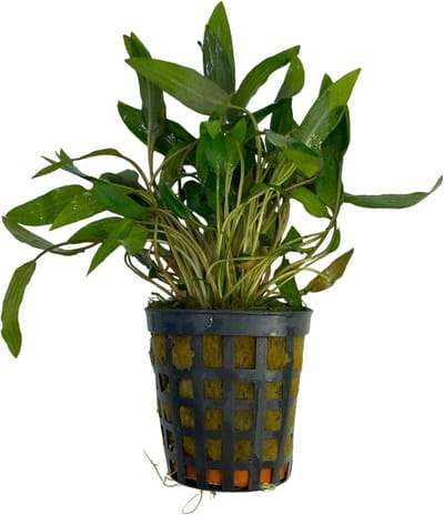 Cryptocoryne Wendtii Bruin - Aquariumplant - Moerings