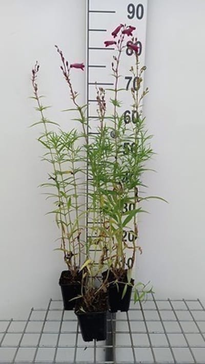 6x Schildpadbloem - Penstemon hybr. 'Schoenholzeri' ( Firebird/ruby') | 9x9 cm pot