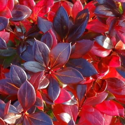 Berberis Media 'Red Jewel' - Zuurbes 25 - 30 cm in pot
