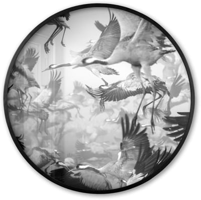 Poster in lijst Rond - Fotolijst 60x60 cm - Posters - Kraanvogel - Zwart wit - Dieren - Vogels - Ronde posterlijst zwart - Decoratie - Wanddecoratie woonkamer - Muurdecoratie slaapkamer