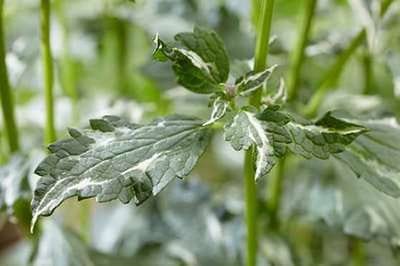 6x Dropplant - Agastache hybr. 'Crazy Fortune'® | 9x9 cm pot